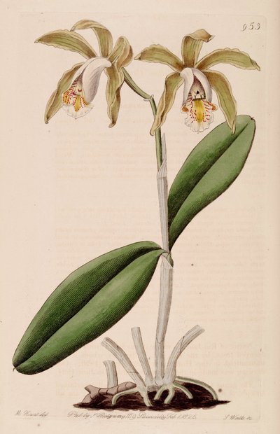 Ilustracja Cattleya forbesii autorstwa Jams  Watts